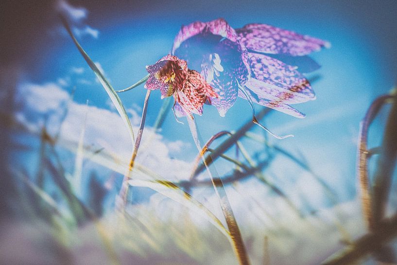Wild purple checkered lapwing flower by Fotografiecor .nl