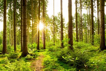 Sonnenaufgang im Wald von Günter Albers