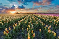 Sunset over a field with tulips bulbs by eric van der eijk thumbnail