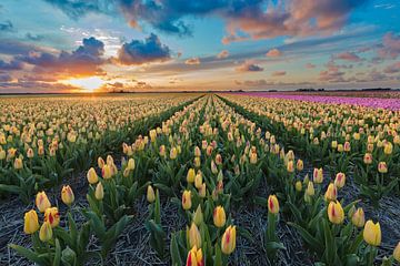 Coucher de soleil sur un champ de bulbes avec des tulipes