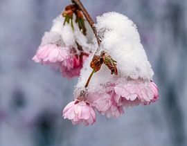 Snow covered pink cherry blossoms by ManfredFotos