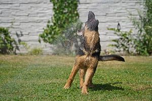 Chienne de berger (chiot) jouant avec de l'eau