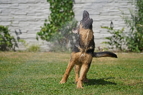 Schapenhond (puppy) speelt met water