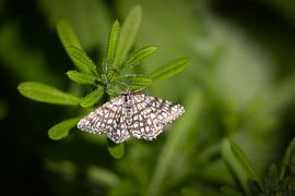 Kleeblattschnäpper, versteckt im Grün