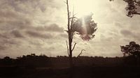 Eenzame boom op het wekeromse zand