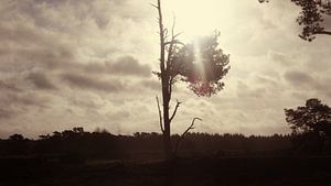 Eenzame boom op het wekeromse zand