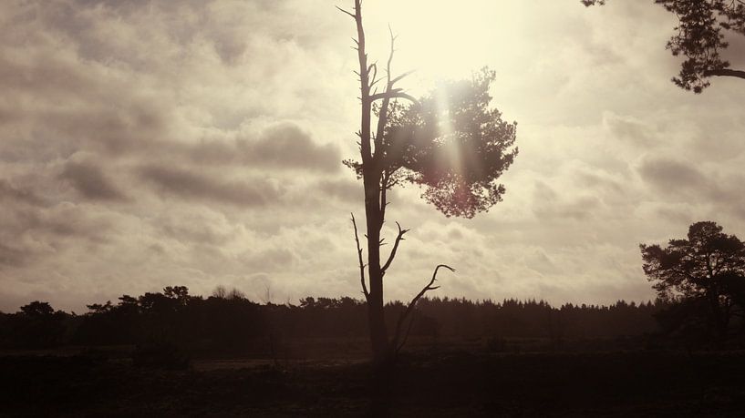 Eenzame boom op het wekeromse zand van Veluws
