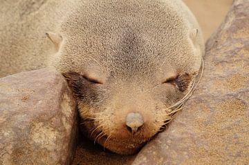 Zeehond rust op rots von Erna Haarsma-Hoogterp
