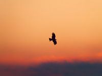 Abendflug
