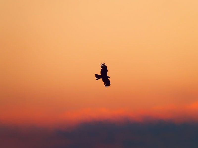 Evening flight by Vincent BILLOTEY