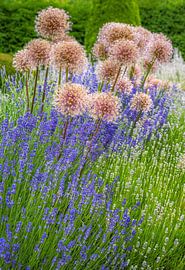 Blumenbeet mit Zierlauch und Lavendel von ManfredFotos