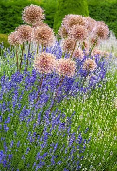Flowerbed with ornamental garlic and lavender by ManfredFotos