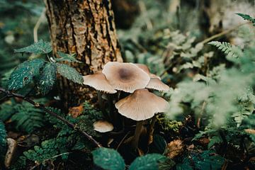 Pilze in den Wäldern Zeelands von Jim Abbring