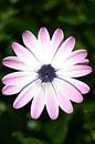 spaanse margriet by EnWout thumbnail