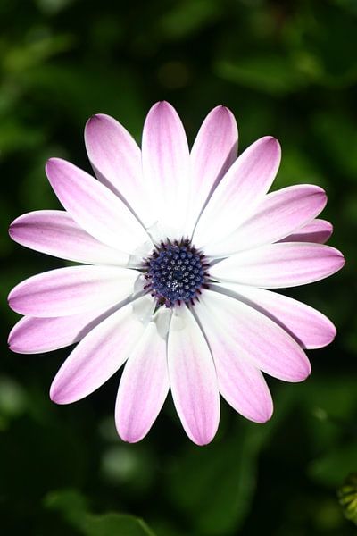 spaanse margriet by EnWout