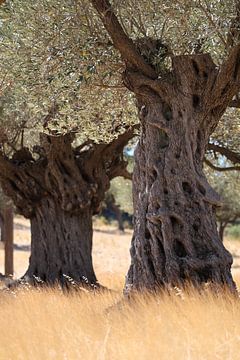 Olive trees by Jana Behr