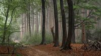 "Het oude Speulderbos"
