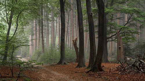 "Het oude Speulderbos"