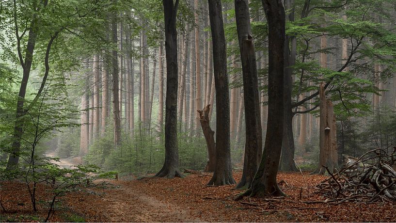 "Het oude Speulderbos" van Chris Biesheuvel I  Dream Scapes