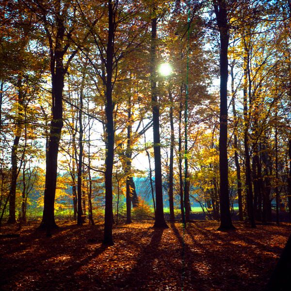 Autumn Forrest by Marije Engelsman
