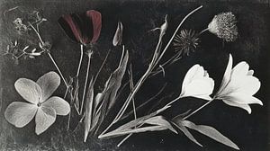 herbier