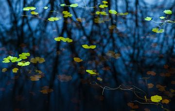 Greenwater plants in black water (Netherlands) by Marcel Kerdijk