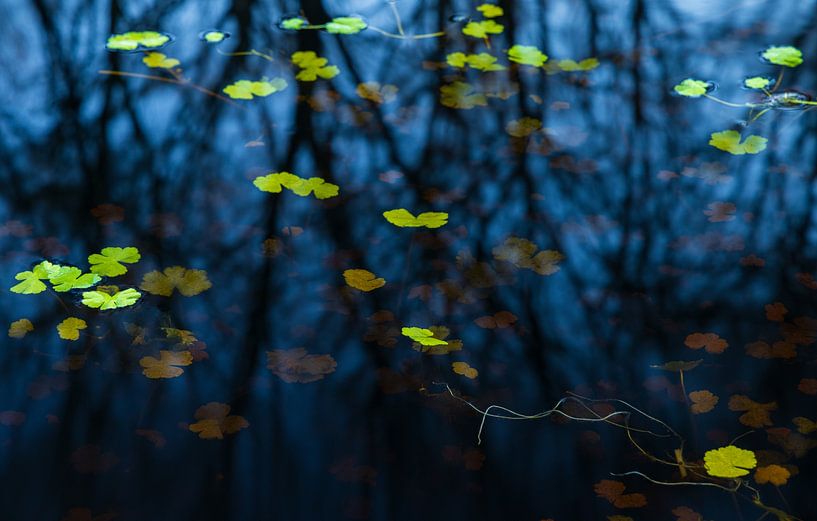 Plantes d'eau verte dans les eaux noires (Pays-Bas) par Marcel Kerdijk