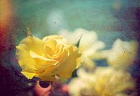 Yellow Rose
