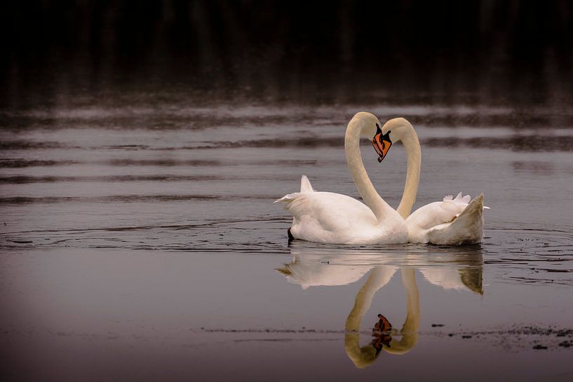 Love is in the air by Jimmy Sorber