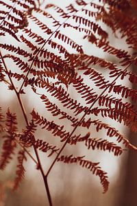 Fougères en automne. Photographie de la nature sur Denise Tiggelman