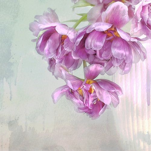 Histoire de tulipes #7