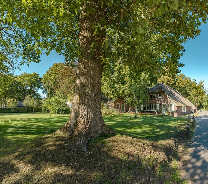 Farmhouses among old trees, Kootwijk, Gelderland, Netherlands by Rene van der Meer