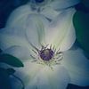 Clematis - Clematis van Steffen Peters