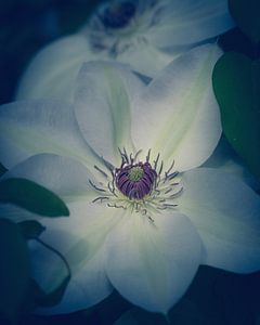 Clematis - Waldrebe von Steffen Peters