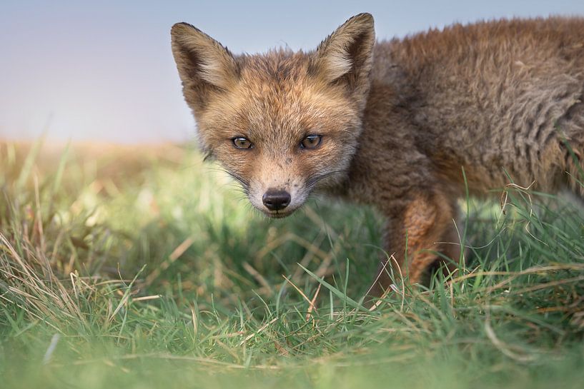 Young fox in the green grass by Jolanda Aalbers