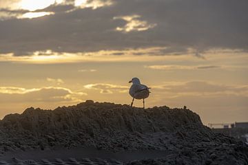 Gull in evening light by Paul Veen