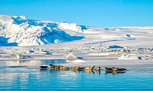 IJsland  Jökulsárlón Meer meer zeehonden van Marjolein van Middelkoop