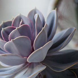 pastel plant in the evening light by Sagolik Photography