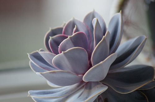 Pastellpflanze im Abendlicht