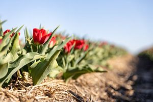 Rote Tulpen in einem Feld von Josephine Huibregtse