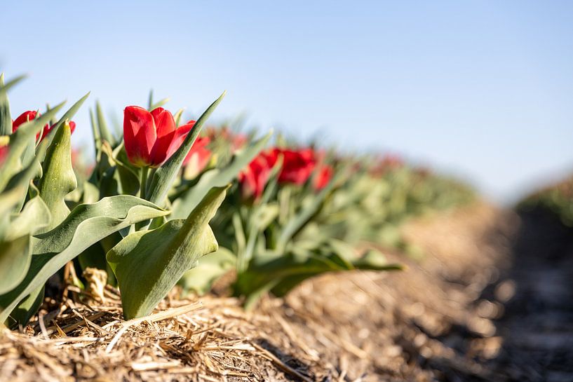 Rode tulpen in een veld van Josephine Huibregtse