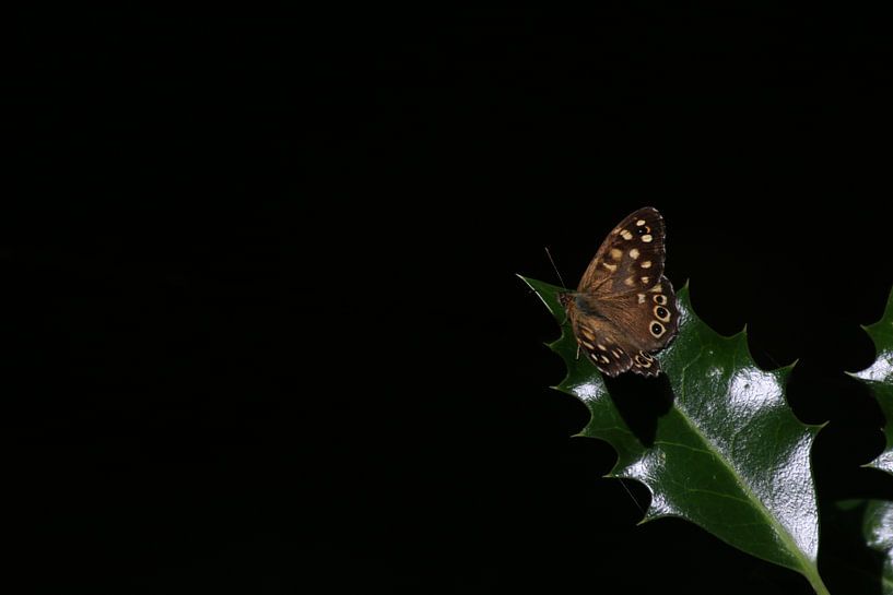 Butterfly by Ruben Fotografie
