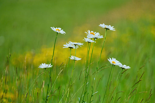 Zomerlicht – Madeliefjes in het veld