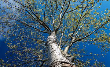 birch in frog perspective by Corrie Ruijer