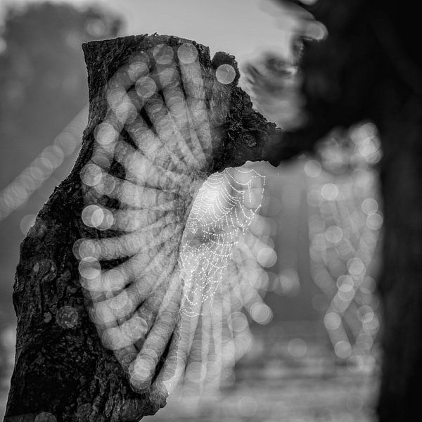 Spinnennetz von Rob Boon
