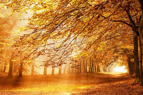 Pans Place sur Lars van de Goor