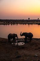 Elefanten kommen bei Sonnenuntergang in Simbabwe zum Wasser trinken