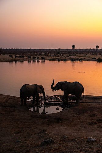 Elephants come to drink water during sunset in Zimbabwe by mitevisuals