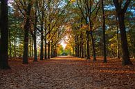 Mastbos in herfstkleuren von Tom Hengst Miniaturansicht