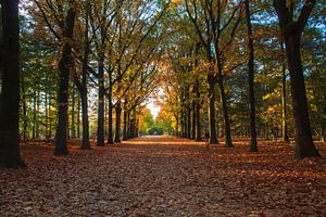 Mastbos in herfstkleuren